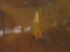 Oxyopes lineatipes