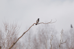 Corvus cornix