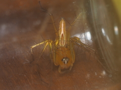 Oxyopes lineatipes