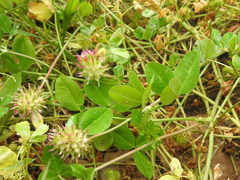 Trifolium spumosum