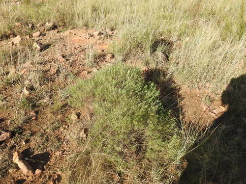 Image of Ocimum angustifolium by (c) Matthew Fainman, some rights reserved (CC BY)