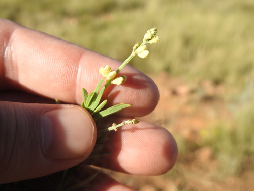 Image of Ocimum angustifolium by (c) Matthew Fainman, some rights reserved (CC BY)