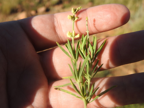 Image of Ocimum angustifolium by (c) Matthew Fainman, some rights reserved (CC BY)