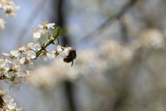 Criorhina ranunculi
