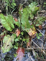 Rumex