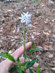 Amsonia rigida