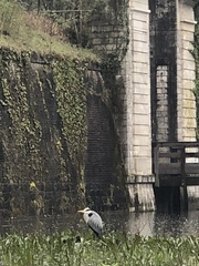 Ardea cinerea