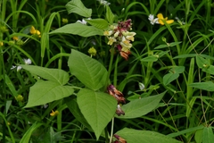 Vicia oroboides