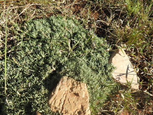 Image of Helichrysum cerastoides by (c) Matthew Fainman, some rights reserved (CC BY)