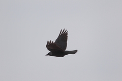 Corvus monedula