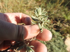 Helichrysum cerastioides