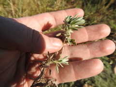 Helichrysum cerastioides