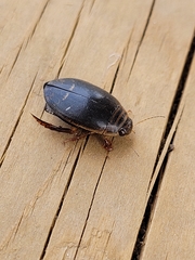 Acilius semisulcatus