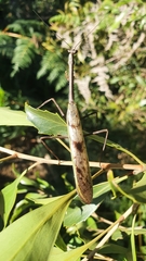 Pseudovates spinicollis