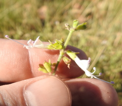 Syncolostemon pretoriae