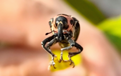 Neodiplogrammus quadrivittatus