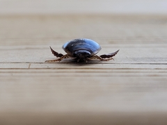 Acilius semisulcatus