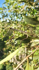 Pseudovates spinicollis