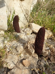 Cynomorium coccineum