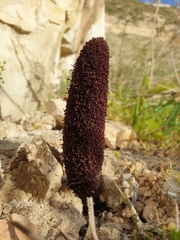 Cynomorium coccineum