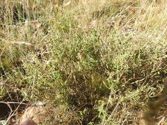 Syncolostemon pretoriae