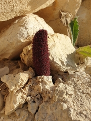 Cynomorium coccineum