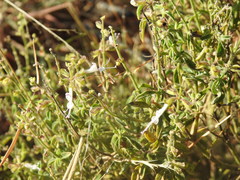Syncolostemon pretoriae