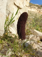 Cynomorium coccineum