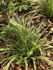 Liliopsida