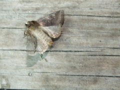 Cerastis leucographa