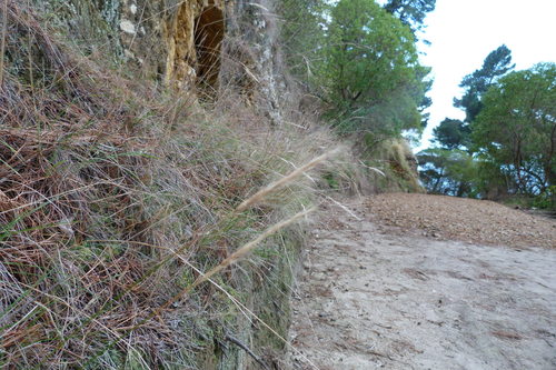 Dichelachne crinita