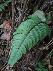 Dryopteris