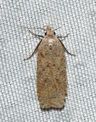 Dichomeris ventrellus