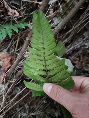 Dryopteris