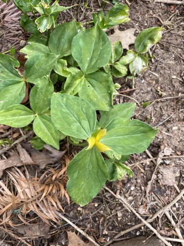 Trillium luteum
