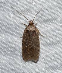 Agonopterix clemensella