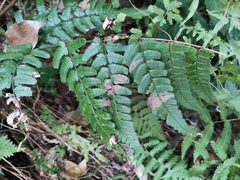 Dryopteris fuscipes
