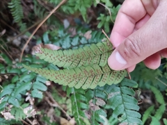 Dryopteris fuscipes