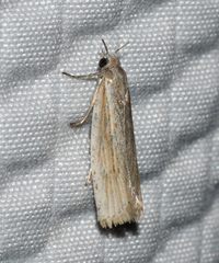 Eucosma ambodaidaleia