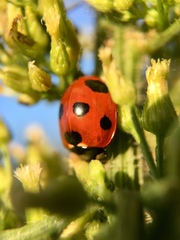 Coccinella septempunctata