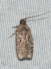 Agonopterix curvilineella