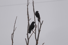 Corvus corax