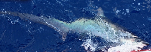 Photo of Bigeye Thresher Shark (Alopias superciliosus)