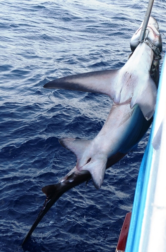 Photo of Bigeye Thresher Shark (Alopias superciliosus)