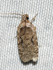 Agonopterix curvilineella