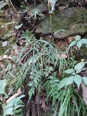 Pteris multifida