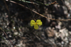 Xyridaceae