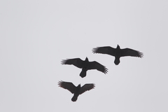 Corvus corax