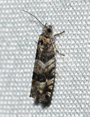 Pseudexentera maracana