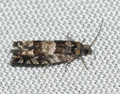 Pseudexentera maracana